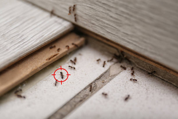 Best Spider Control Near Me  in Rson, CA