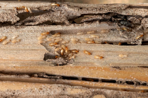 Best Pest Inspection Near Me  in Rson, CA